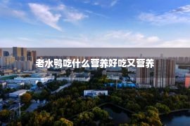 老水鸭吃什么营养好吃又营养